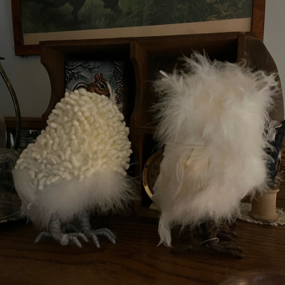 Pair of White feathered owls - Picture 3 of 7